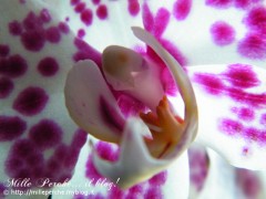orchidea,foto orchidee,immagini orchidee